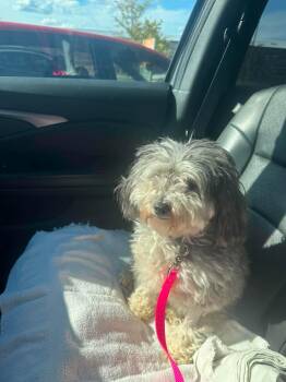 Sandy -  Poodle Dog for Adoption in Coatesville, Pennsylvania - Sandy | PetCurious