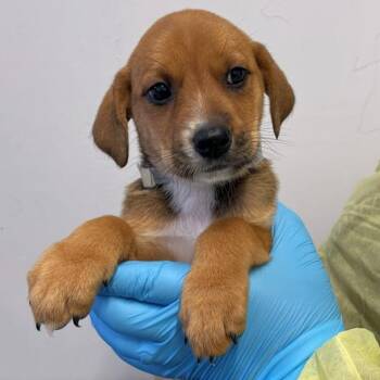 Catahoula Leopard Dog and Labrador Retriever Dogs Available for Adoption in Hattiesburg, Mississippi - Adriel | PetCurious