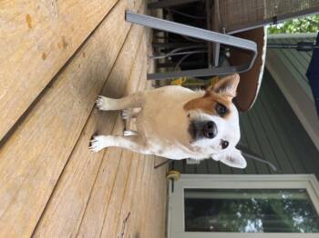 Jack Russell Terrier Dogs Available for Adoption in Durham, North Carolina - Pebbles | PetCurious