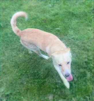 Rescue Golden Retriever Dogs for Adoption in Battle Ground, Washington - Shiloh | PetCurious