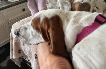 Nella -  Basset Hound Dog for Adoption in Auburndale, Florida - Nella | PetCurious