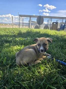 CLOVER -  German Shepherd Dog and Pit Bull Terrier Dog for Adoption in Casper, Wyoming - CLOVER | PetCurious