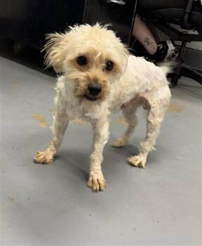 HARVEY MILK -  Shih Tzu and Mixed Breed Dog Available for Adoption in Peoria, Illinois - HARVEY MILK | PetCurious