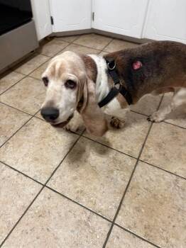 Watson -  Basset Hound Dog for Adoption in Tulsa, Oklahoma - Watson | PetCurious