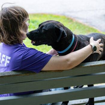 Knox -  Labrador Retriever and Mixed Breed Dog for Adoption in Kennebunk, Maine - Knox | PetCurious