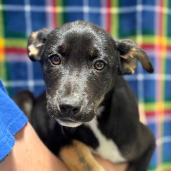 German Shepherd Dog Dogs Available for Adoption in Goleta, California - Sally | PetCurious