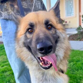 German Shepherd Dog Dogs Available for Adoption - TEDDY | PetCurious