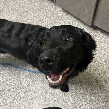 Luna -  Mixed Breed Dog for Adoption in Cheyenne, Wyoming - Luna | PetCurious