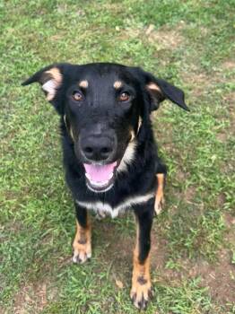 Shepherd Dogs Available for Adoption in Benton, Arkansas - Rip | PetCurious