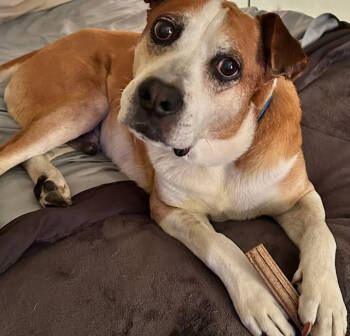 Rescue Retriever and Boxer Dogs for Adoption in Chandler, Arizona - BANX | PetCurious