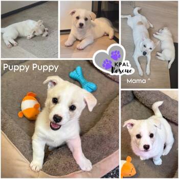Mixed Breed Dogs Available for Adoption in Kenai, Alaska - Puppy Puppy | PetCurious