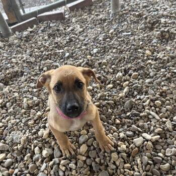 Cassie -  Black Mouth Cur Dog for Adoption in Plano, Texas - Cassie | PetCurious