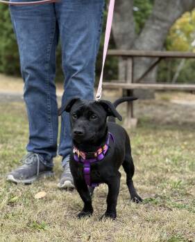 Penny -  Terrier Dog for Adoption in Petaluma, California - Penny | PetCurious