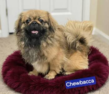 Pekingese Dogs Available for Adoption in Wheelersburg, Ohio - Chewbacca  | PetCurious
