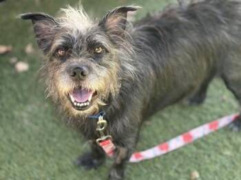 Jason -  Mixed Breed Dog for Adoption in West Chester, Pennsylvania - Jason | PetCurious