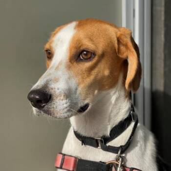 Barold -  Hound and Mixed Breed Dog for Adoption in Richmond, Virginia - Barold | PetCurious