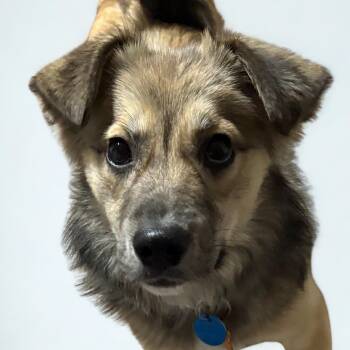 Rescue Mixed Breed Dogs for Adoption in Normal, Illinois - Madeline | PetCurious