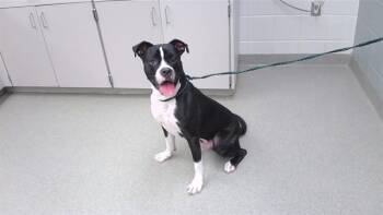 CHUCK -  Boxer and Mixed Breed Dog for Adoption in Omaha, Nebraska - CHUCK | PetCurious