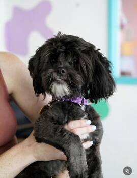Chomps -  Shih Tzu Dog for Adoption in Pasadena, California - Chomps | PetCurious