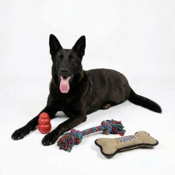 Ollie -  German Shepherd Dog Dog for Adoption in Seguin, Texas - Ollie | PetCurious