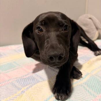Rosemary -  Labrador Retriever and Mixed Breed Dog for Adoption in Tampa, Florida - Rosemary | PetCurious
