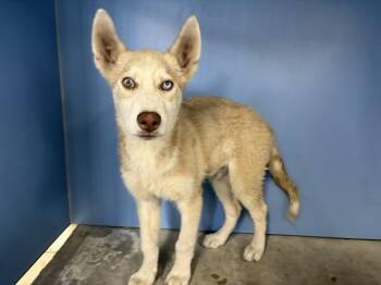 ELIJA -  Siberian Husky Dog for Adoption in San Bernardino, California - ELIJA | PetCurious
