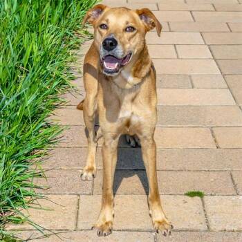 PUPPERTON -  Labrador Retriever and Mixed Breed Dog for Adoption in St. Louis, Missouri - PUPPERTON | PetCurious