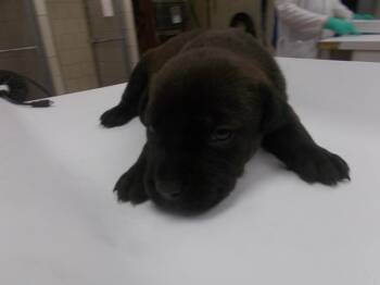 Nala -  Labrador Retriever and Pointer Dog for Adoption in Houston, Texas - Nala | PetCurious