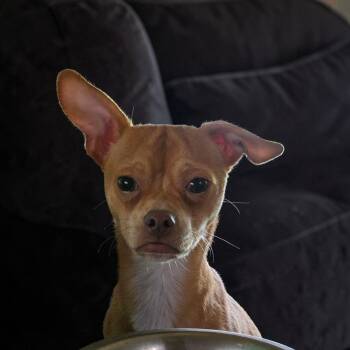Chippy -  Chihuahua Dog for Adoption in Hazelwood, Missouri - Chippy | PetCurious