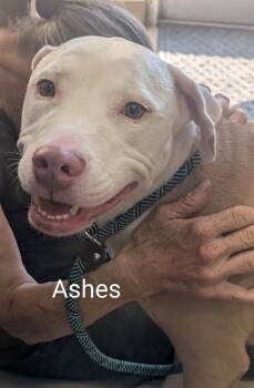 Rescue Pit Bull Terrier Dogs for Adoption in Waverly, Tennessee - ASHES | PetCurious
