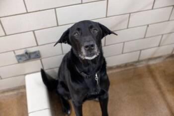 Sammy -  Labrador Retriever and Mixed Breed Dog for Adoption in Golden Valley, Minnesota - Sammy | PetCurious