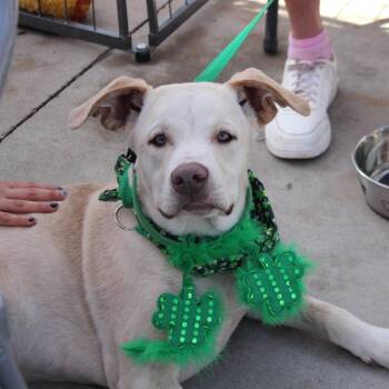 Sheldon/Mr. Grumps -  Mixed Breed Dog for Adoption in Midland, Texas - Sheldon/Mr. Grumps | PetCurious