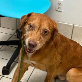 Braxton -  Mixed Breed Dog for Adoption in Charleston, West Virginia - Braxton | PetCurious