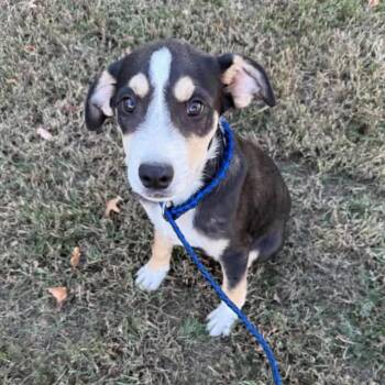 Ben -  Mixed Breed Dog for Adoption in Rockville, Maryland - Ben | PetCurious