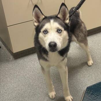 Siberian Husky Dogs Available for Adoption - Kaido | PetCurious