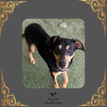 Cash Money -  Shepherd and Mixed Breed Dog for Adoption in Cumberland, Rhode Island - Cash Money | PetCurious