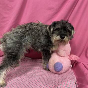 A614173 -  Schnauzer Dog for Adoption in Modesto, California - A614173 | PetCurious