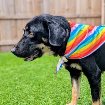 Marsha P. Johnson -  Mixed Breed Dog for Adoption in Savannah, Georgia - Marsha P. Johnson | PetCurious
