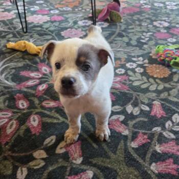 Dodger -  Cattle Dog and Mixed Breed Dog for Adoption in Avon, Ohio - Dodger | PetCurious