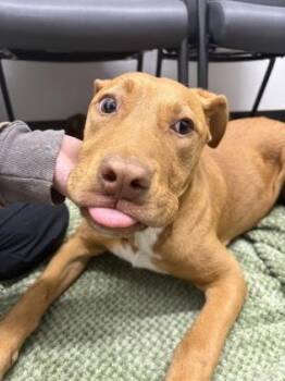 Plott Hound and Mixed Breed Dogs Available for Adoption in West Chester, Pennsylvania - Cersei | PetCurious