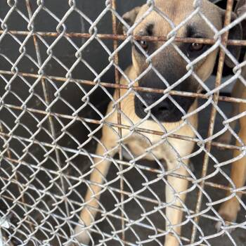 Emerson -  Shepherd Dog for Adoption in Clanton, Alabama - Emerson | PetCurious