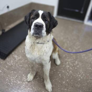 Nana -  Saint Bernard and Mixed Breed Dog for Adoption in Incline Village, Nevada - Nana | PetCurious