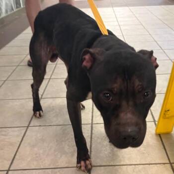 Mixed Breed Dogs Available for Adoption in Columbus, Georgia - 04/24/2026-Stray-VictoryDrive | PetCurious