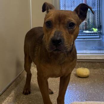 Santee -  Mixed Breed Dog for Adoption in Sonoma, California - Santee | PetCurious