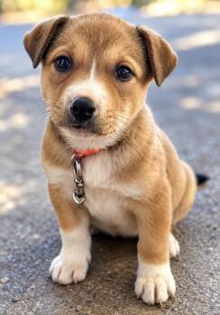 Smore -  Pit Bull Terrier Dog for Adoption in Portland, Oregon - Smore | PetCurious