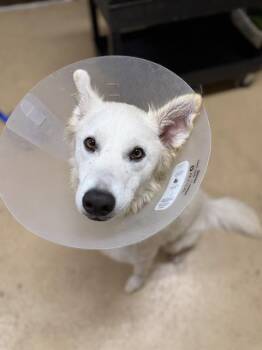 NOVA -  German Shepherd Dog and Mixed Breed Dog for Adoption in Chula Vista, California - NOVA | PetCurious