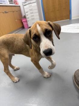 Shiloh (Sx3) -  Hound Dog for Adoption in Hartsville, South Carolina - Shiloh (Sx3) | PetCurious