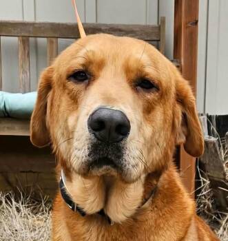 Rudolph -  Labrador Retriever and Retriever Dog for Adoption in Newport, Tennessee - Rudolph | PetCurious