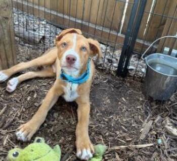 Rescue Mixed Breed Dogs for Adoption in Winchester, Connecticut - Henry | PetCurious