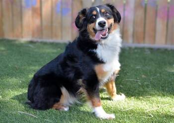 AAA BATTERY -  Australian Shepherd Dog for Adoption in West Valley City, Utah - AAA BATTERY | PetCurious